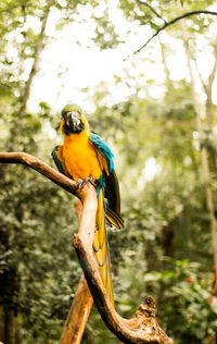 Bird perching on a branch