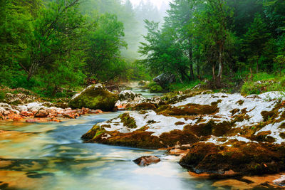 Surface level of river flowing in forest