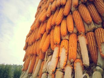 Low angle view of corns against sky