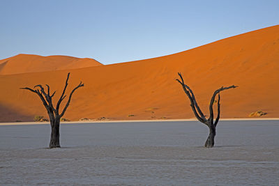 Bare tree on sand dune against clear sky