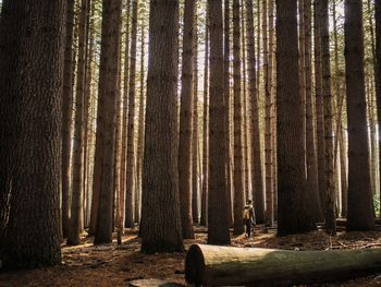 Person walking amongst trees in forest