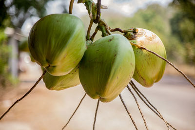 Close-up of fruit growing on tree