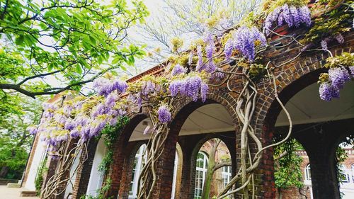 Low angle view of purple flowers on tree