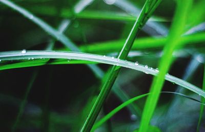 Close-up of wet grass on field