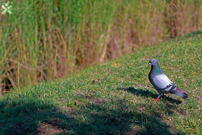 Bird perching on grass