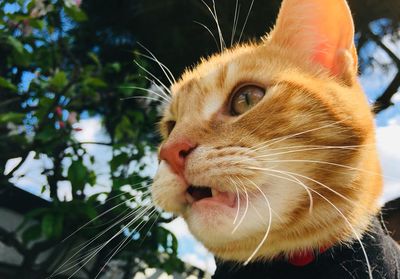 Ginger tabby cat in the garden