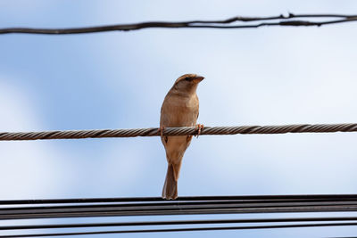 Low angle view of bird perching on cable against sky