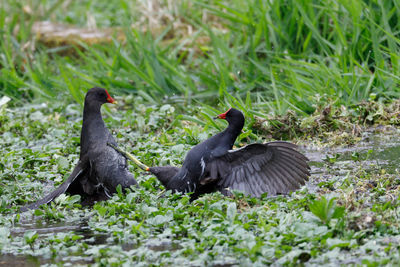 Birds on field