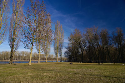 Trees on field against blue sky