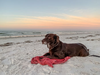 Dog on beach