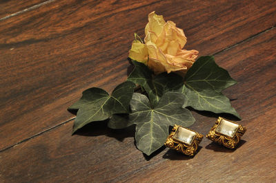 High angle view of plant on table