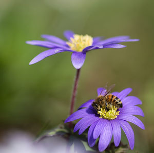 Close-up of bee pollinating on purple flower