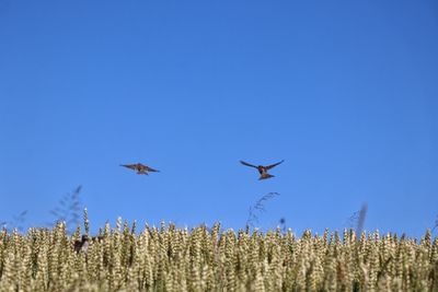 Low angle view of birds flying over the sky