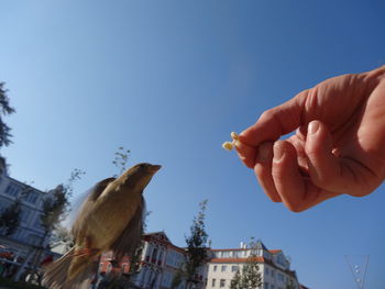 Hand holding bird against clear sky