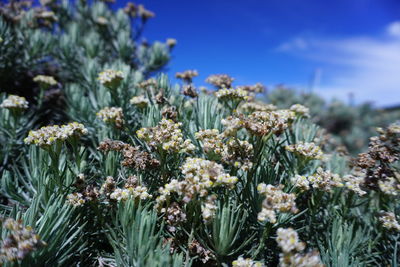 Close-up of flowering plants on field