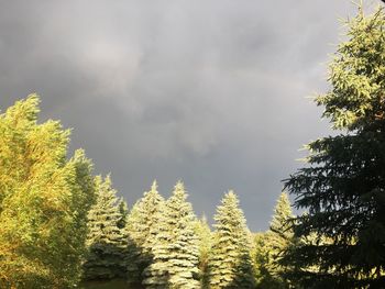 Low angle view of trees in forest against sky