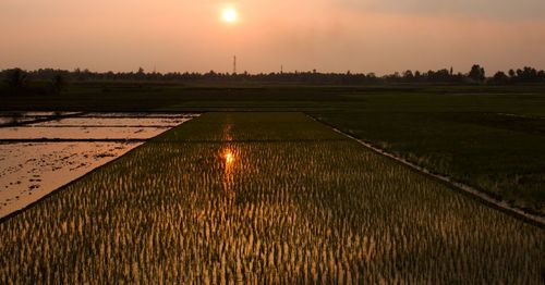 Scenic view of agricultural field against sky during sunset