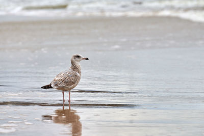 Young yellow-legged gull, larus michahellis, walking on seashore near baltic sea. juvenile seagull