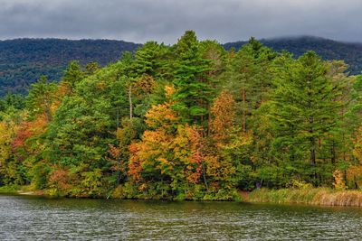 Scenic view of lake in forest during autumn