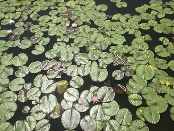 High angle view of water lily in lake