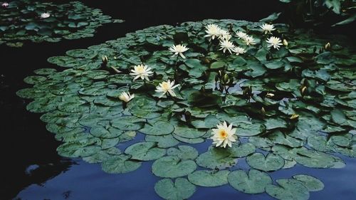 Close-up of lotus water lily in lake