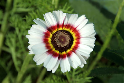 Close-up of white flower