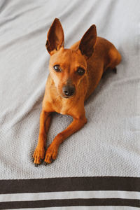 Portrait of dog relaxing on bed