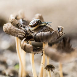 Close-up of snail