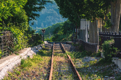 Railroad tracks amidst trees