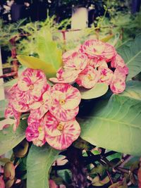 Close-up of pink flowers