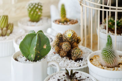 Close-up of food on table