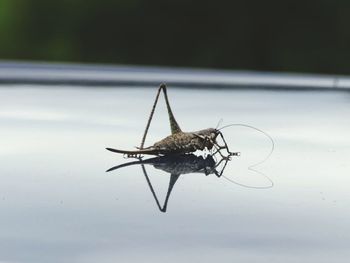 Close-up of butterfly on leaf