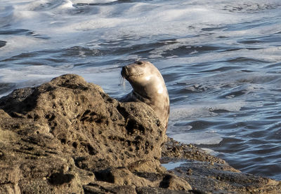 High angle view of sea lion on rock