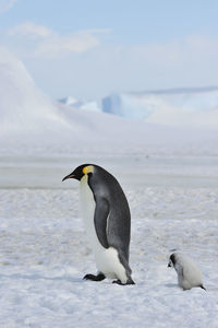 View of birds in sea during winter