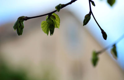 Close-up of leaves on branch