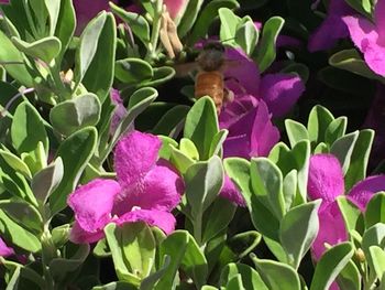 Close-up of insect on purple flowers