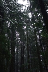 Low angle view of trees in forest