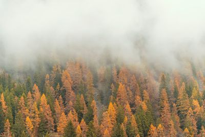 Trees in forest during autumn