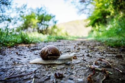 Close-up of snail on ground