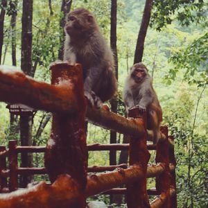 Monkeys in forest