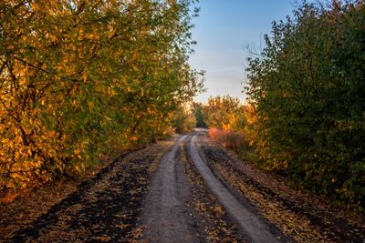 Road amidst trees during autumn