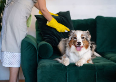 The maid cleans the sofa from dog hair. removing dog's hair from furniture. housekeeping service