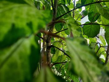 Low angle view of tree leaves in forest