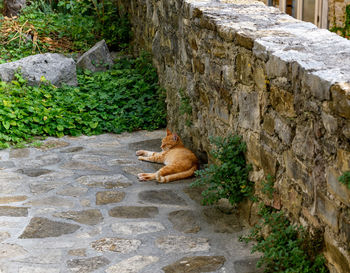 Ginger cat in street of old town.