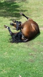 Horse lying on field