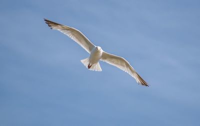 Low angle view of seagull flying in sky