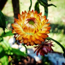 Close-up of fresh yellow flower blooming outdoors