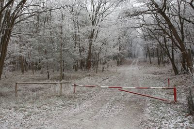 View of bare trees in forest