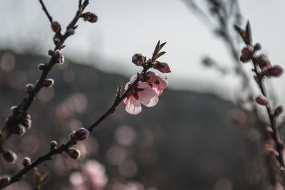 Close-up of cherry blossoms on branch