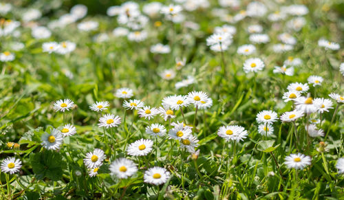 Close-up of white daisy flowers on field